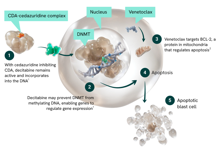 An illustrative diagram detailing the cellular mechanism of action of INQOVI combined with venetoclax in AML. It visualizes how cedazuridine inhibits the CDA enzyme to increase decitabine exposure, allowing it to incorporate into DNA and inhibit DNMT. This causes DNA hypomethylation, while venetoclax targets mitochondrial BCL-2, each culminating in cancer cell apoptosis.