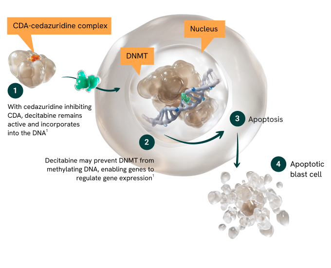 An illustrative diagram detailing the cellular mechanism of action of INQOVI in MDS. It visualizes how cedazuridine inhibits the CDA enzyme to increase systemic exposure of decitabine. This allows decitabine to incorporate into DNA and inhibit DNMT, causing DNA hypomethylation and ultimately triggering blast cell apoptosis.