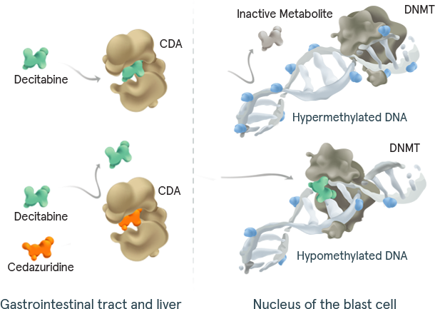 A chart depicting the mechanism of action for INQOVI