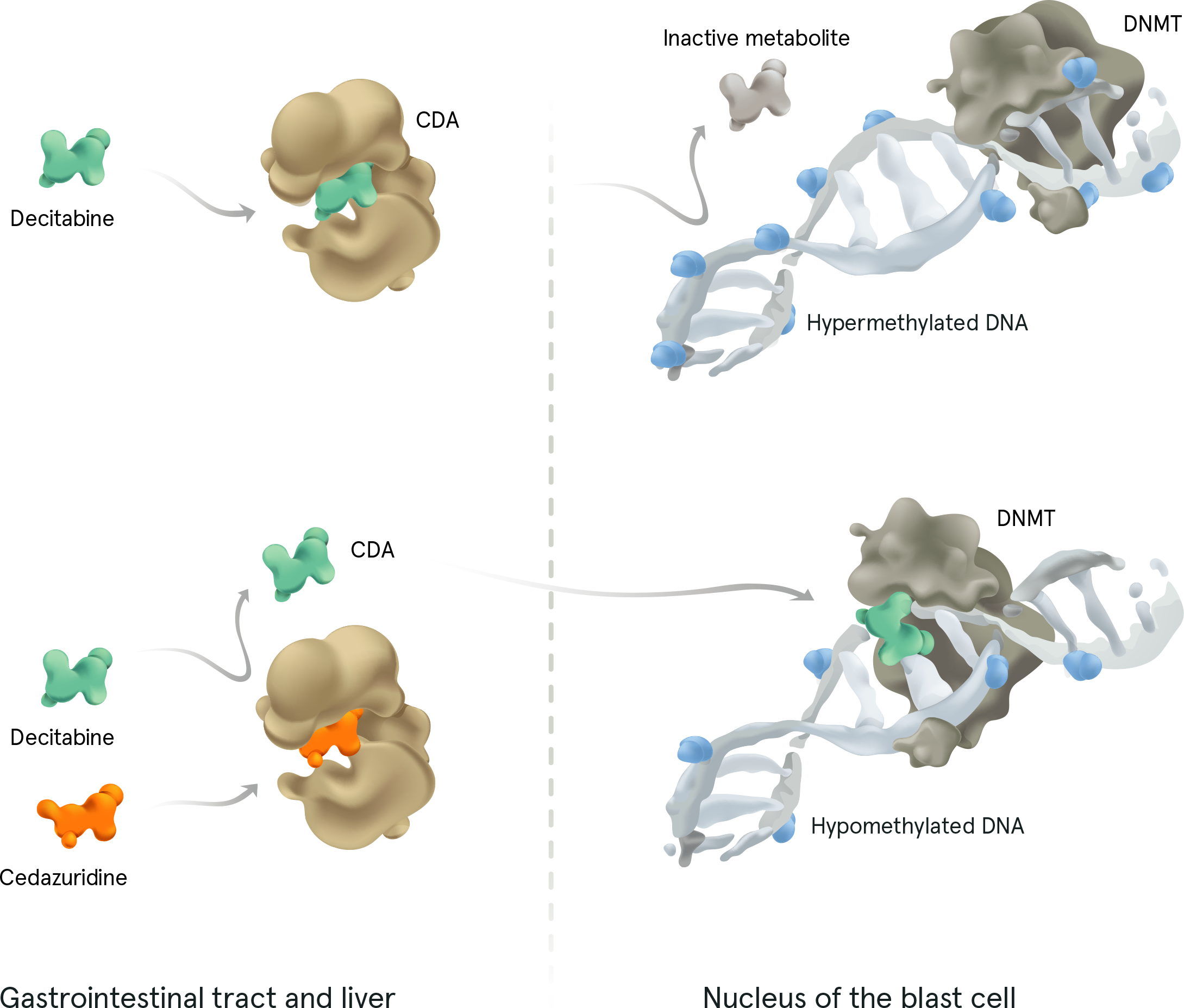 A chart depicting the mechanism of action for INQOVI